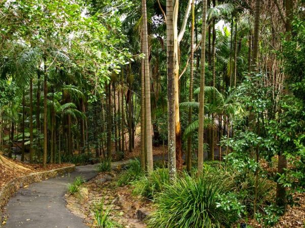 Tropical rainforest area