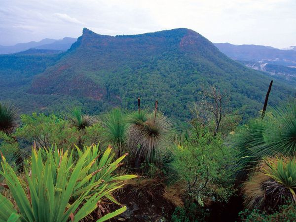 Cunningham's Gap  Credit: Tourism and Events Queensland