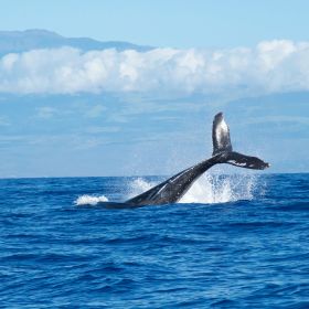 Humpback Whale Tail - Image by Abigail Lynn