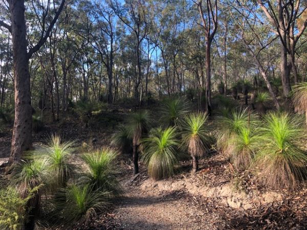 Grass trees & open forest