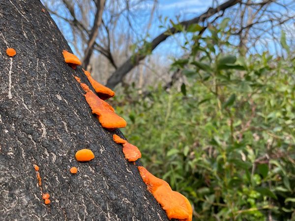 Bright tree fungi