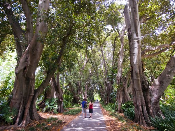 Forest walk  - Photograph by South Australian Tourism Commission
