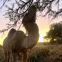Camel feeding on a tree at sunset