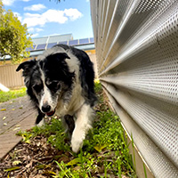 Dog walking along a fence line