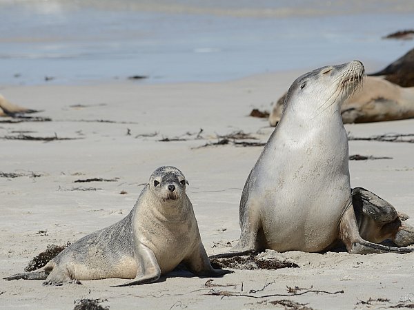 Seals on the beach