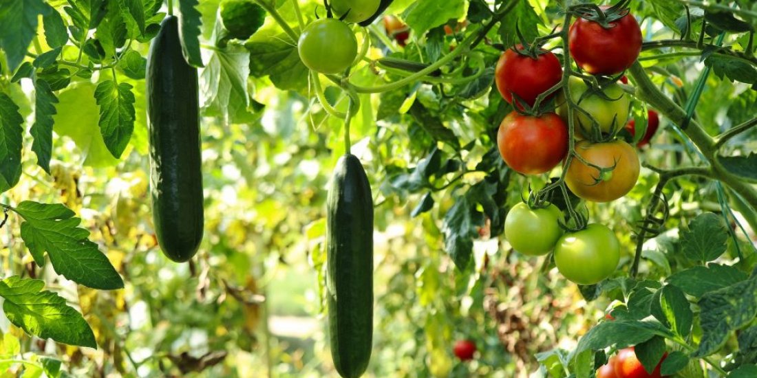In a cost of living crisis, is it actually cheaper to grow your own food?