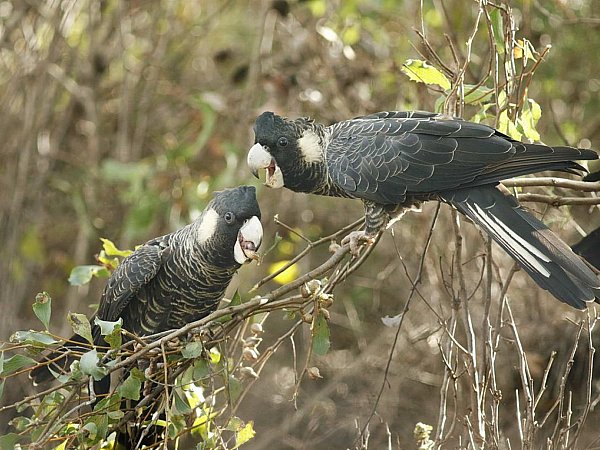 Carnaby's Black Cockatoo - Image Courtesy of Paruna Wildlife Sanctuary