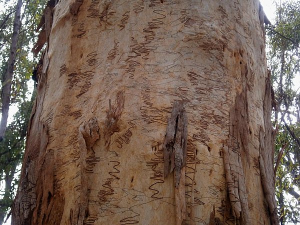 Scribbly Gum by Neil Ennis