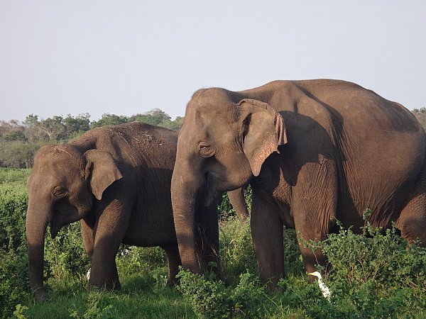Elephants on the move at Minneriya NP