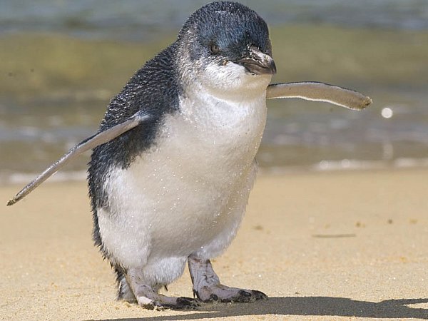 Cutest little Korora Penguins