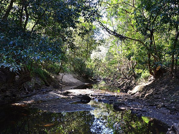 Lane Cove River - Image courtesy of Sardaka on Wikimedia