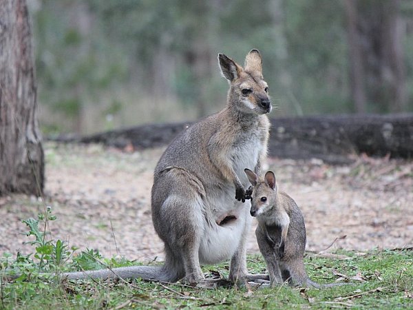 Wallaby with Joey - image courtesy of Andy Law