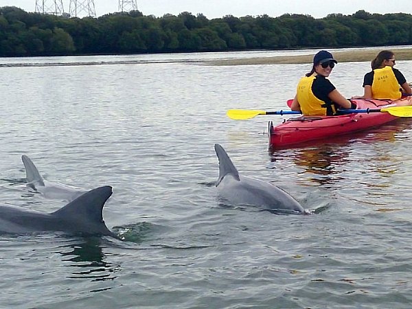 Dolphin Sanctuary Kayaking