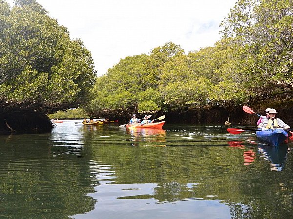 Kayaking through mangrove lined creeks