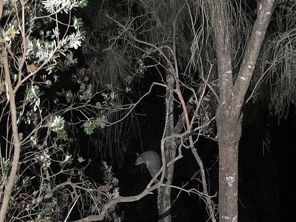 Possum spotted in the tree